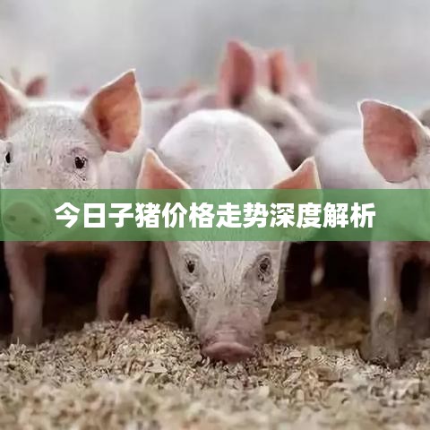 今日子猪价格走势深度解析