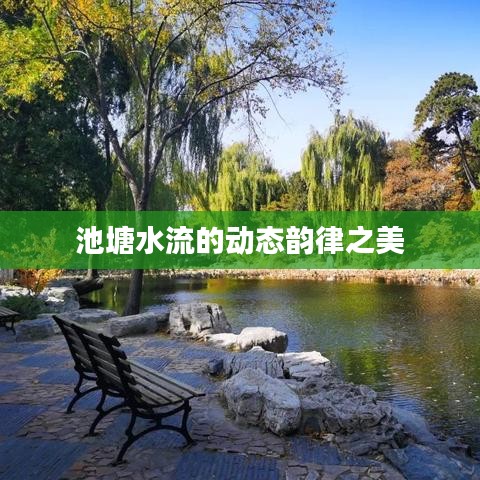 池塘水流的动态韵律之美