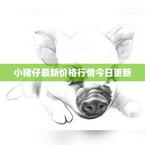小猪仔最新价格行情今日更新
