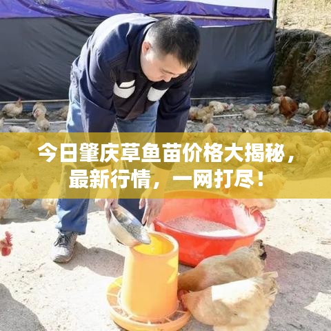 今日肇庆草鱼苗价格大揭秘，最新行情，一网打尽！