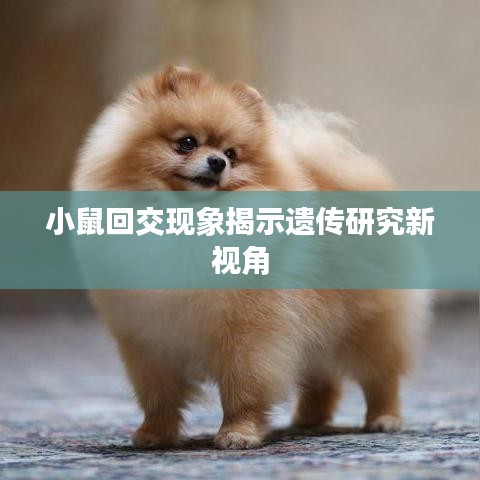 小鼠回交现象揭示遗传研究新视角