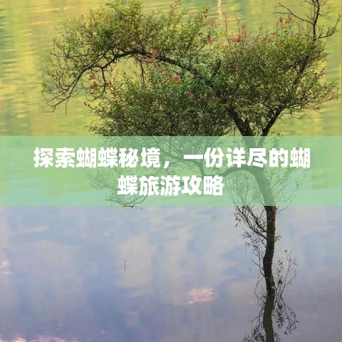 探索蝴蝶秘境，一份详尽的蝴蝶旅游攻略