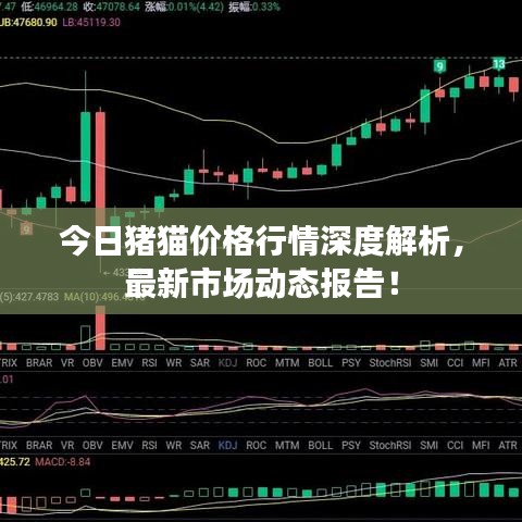 今日猪猫价格行情深度解析，最新市场动态报告！
