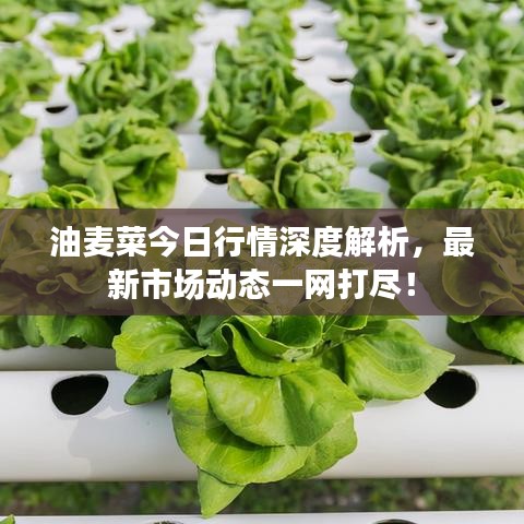 油麦菜今日行情深度解析，最新市场动态一网打尽！