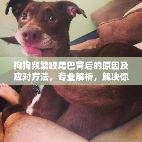 狗狗频繁咬尾巴背后的原因及应对方法，专业解析，解决你的困扰！
