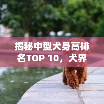 揭秘中型犬身高排名TOP 10，犬界身高界的翘楚！