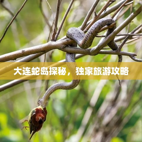 生张熟魏