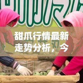 甜爪行情最新走势分析，今日市场趋势解读