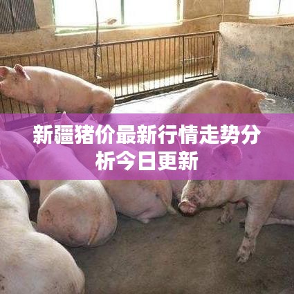 新疆猪价最新行情走势分析今日更新