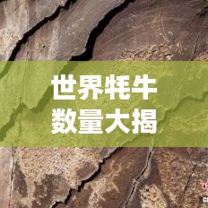 世界牦牛数量大揭秘，排名榜单，数量惊人！