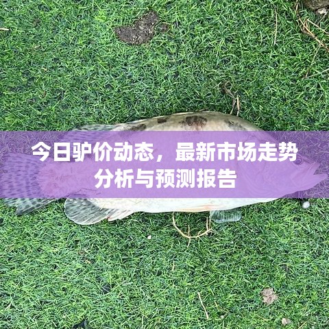 今日驴价动态，最新市场走势分析与预测报告