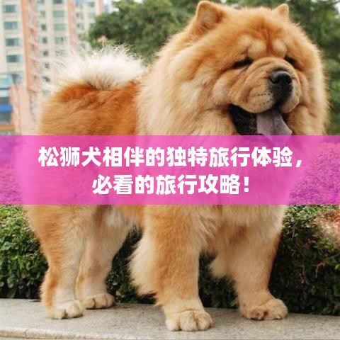 松狮犬相伴的独特旅行体验，必看的旅行攻略！