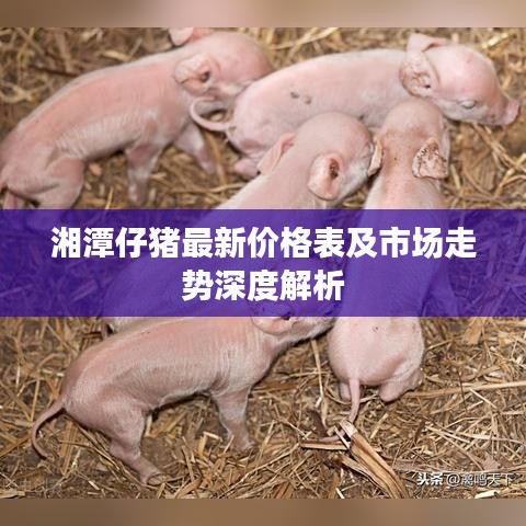 湘潭仔猪最新价格表及市场走势深度解析