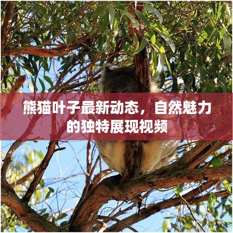 熊猫叶子最新动态，自然魅力的独特展现视频