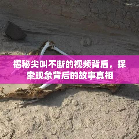 揭秘尖叫不断的视频背后，探索现象背后的故事真相