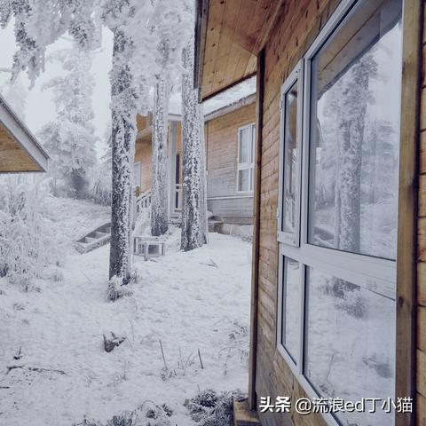 宝藏级软件揭秘,7.9版本大树,数据解析计划导向网页版1_v9.391